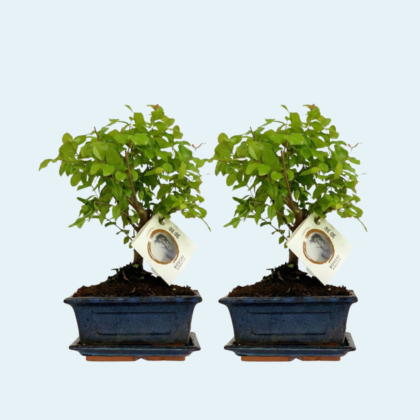Bonsai-træ-køb-plante-stueplanter-indendørs-planter