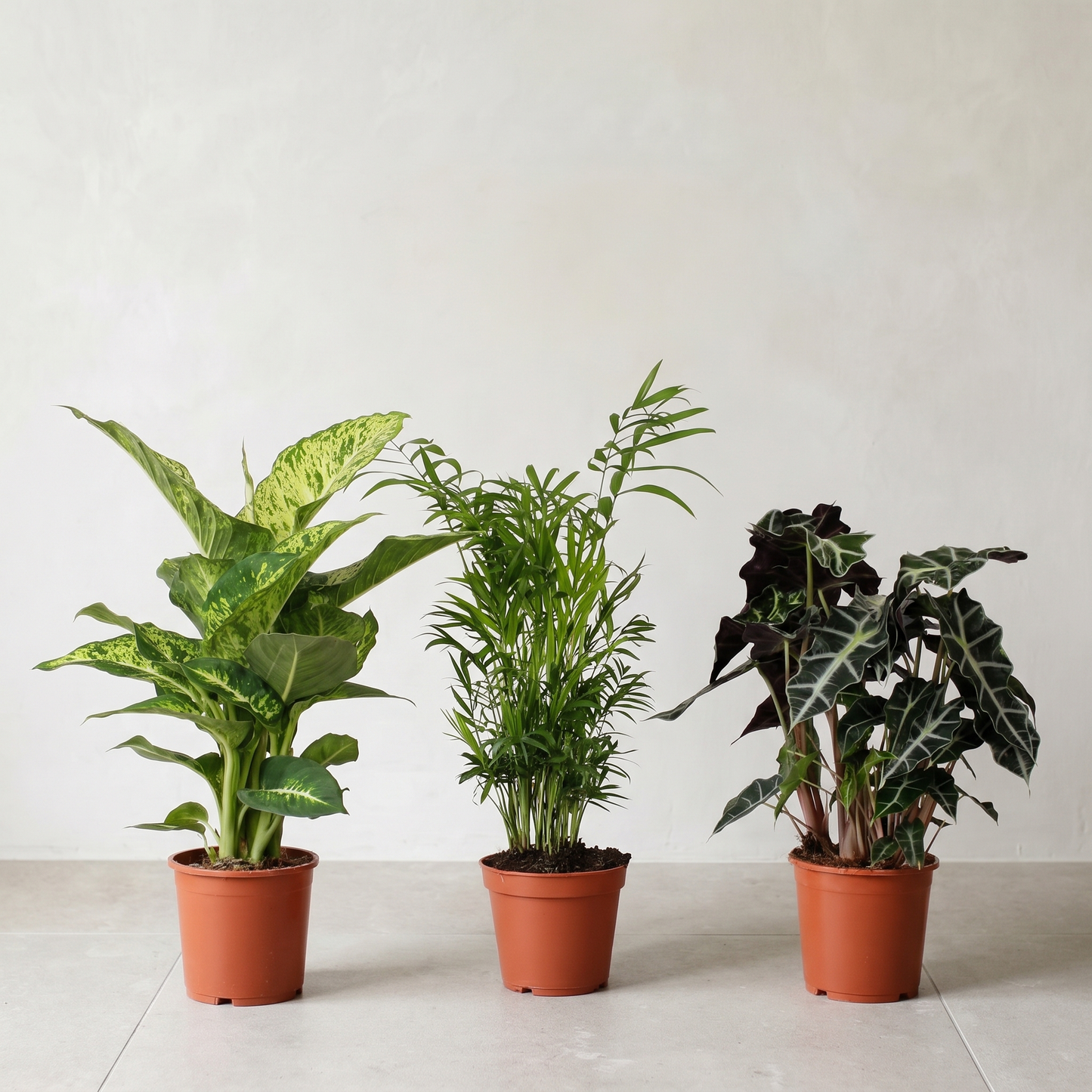Indendørs Plantepakke