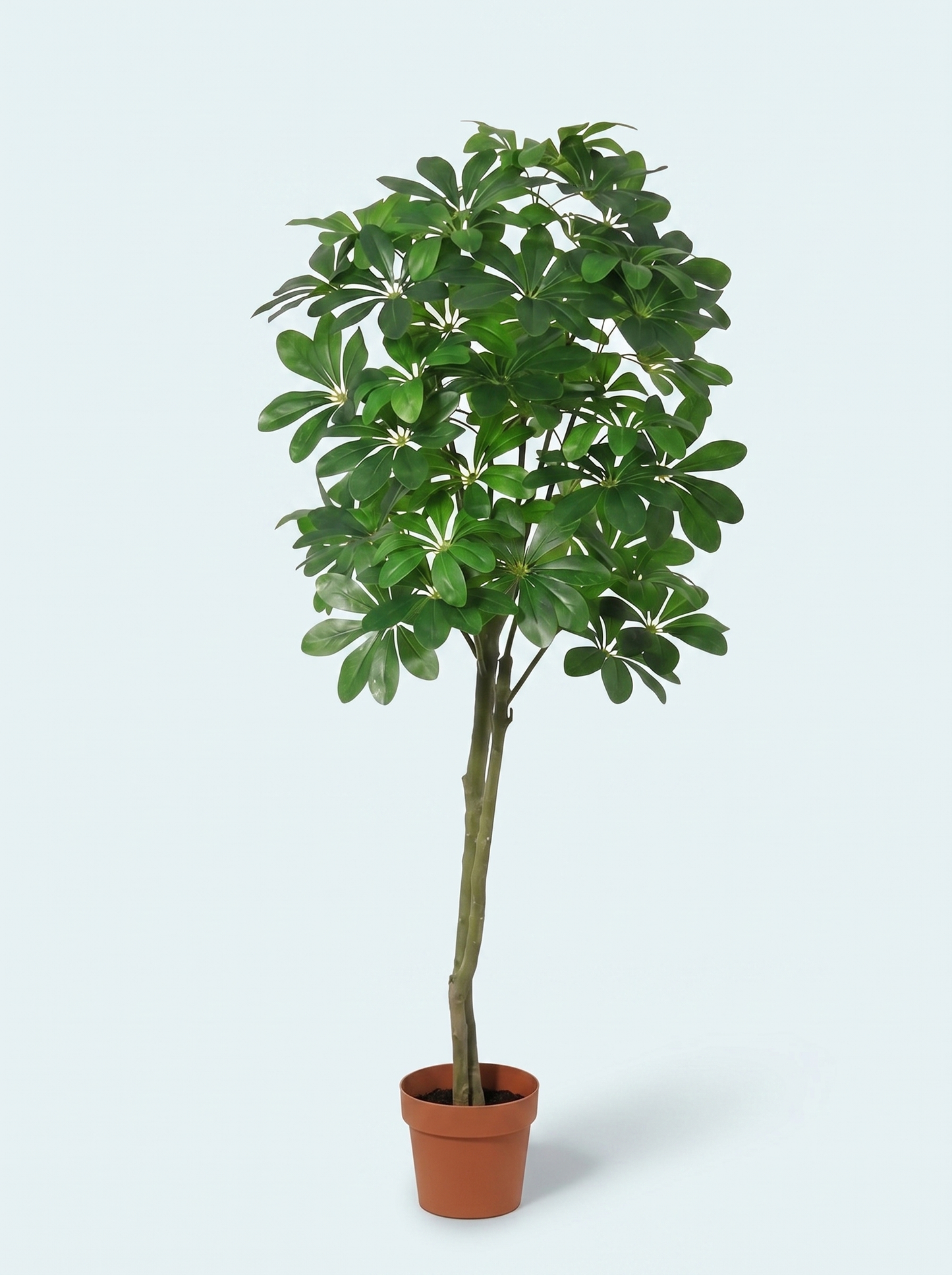 kunstig-pachira-aquatica-plante-stor-kunstig-træ-lykkakastanje