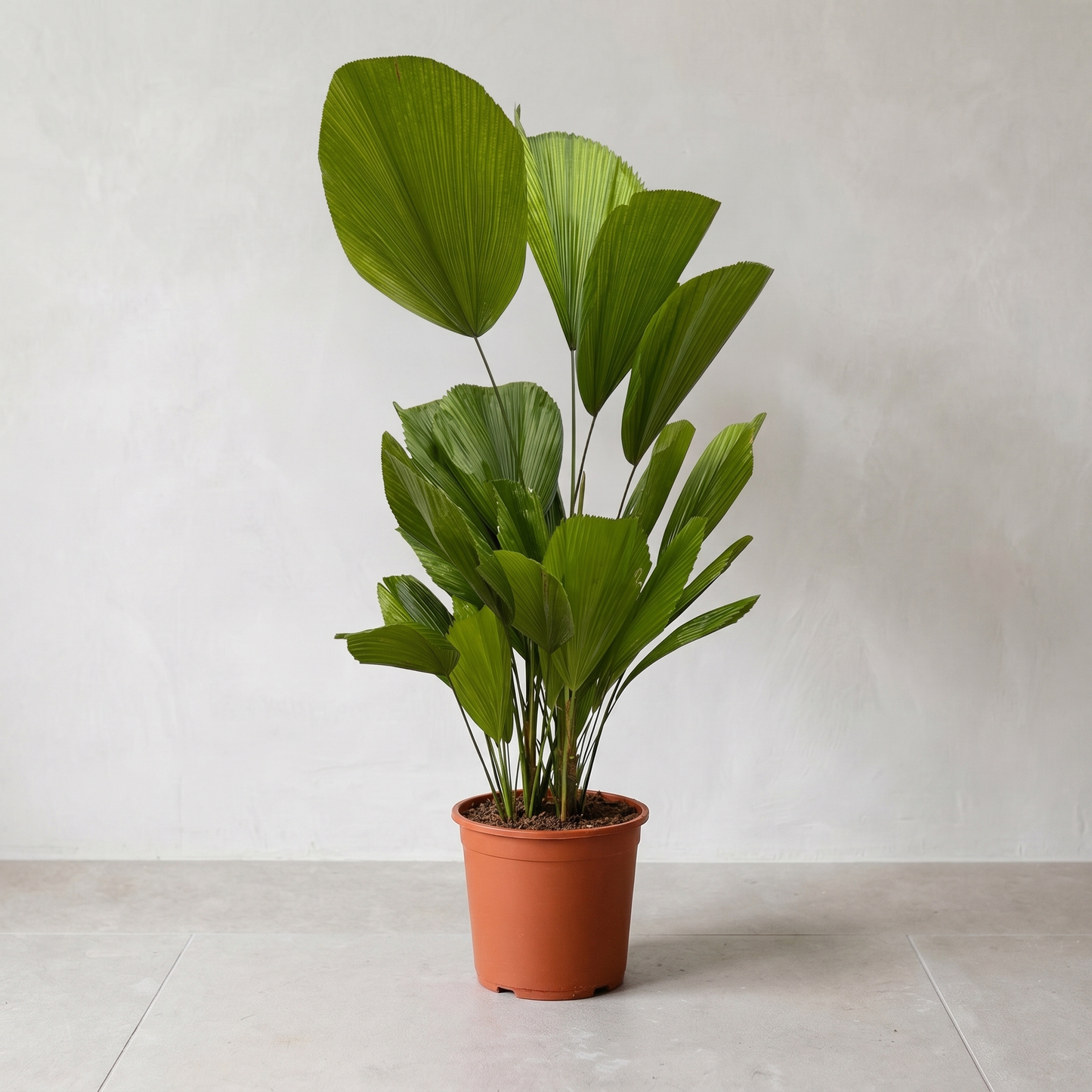 Licuala Grandis Plante