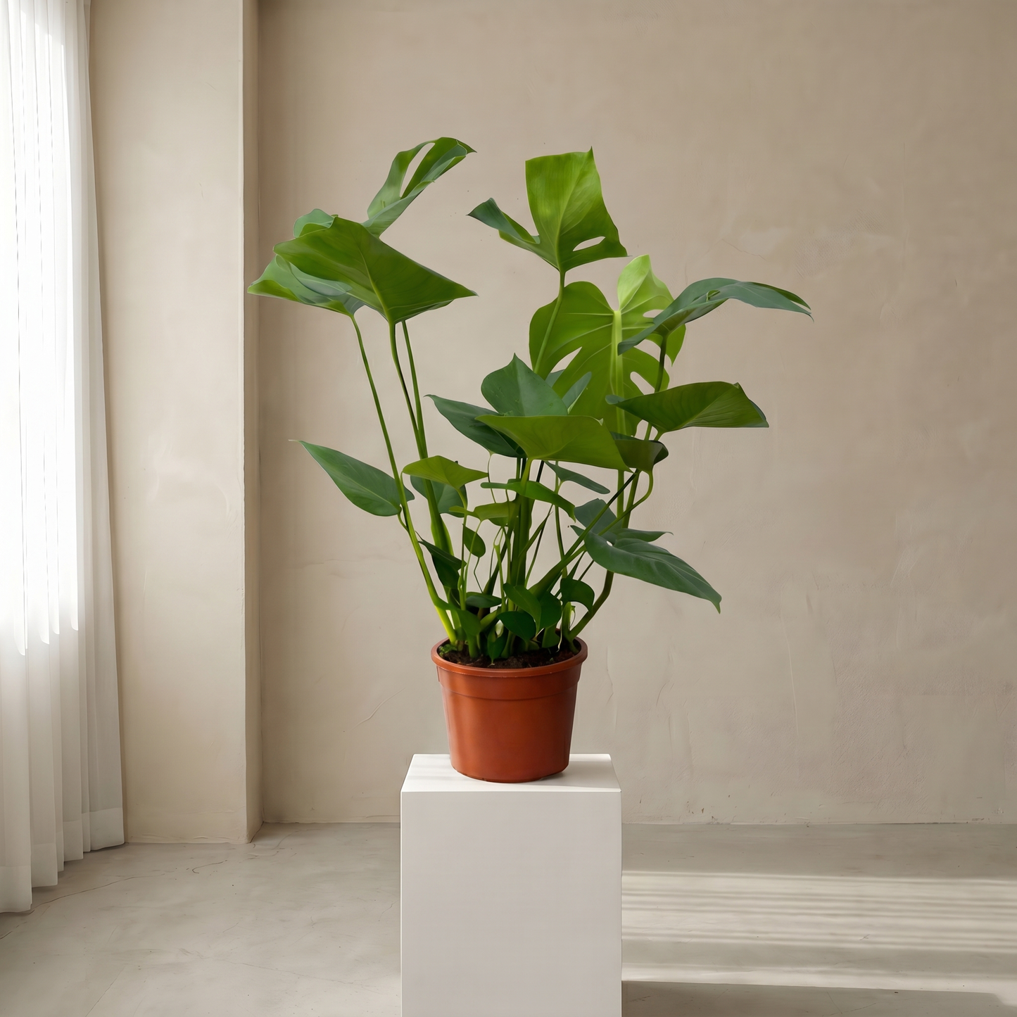 Monstera Plante