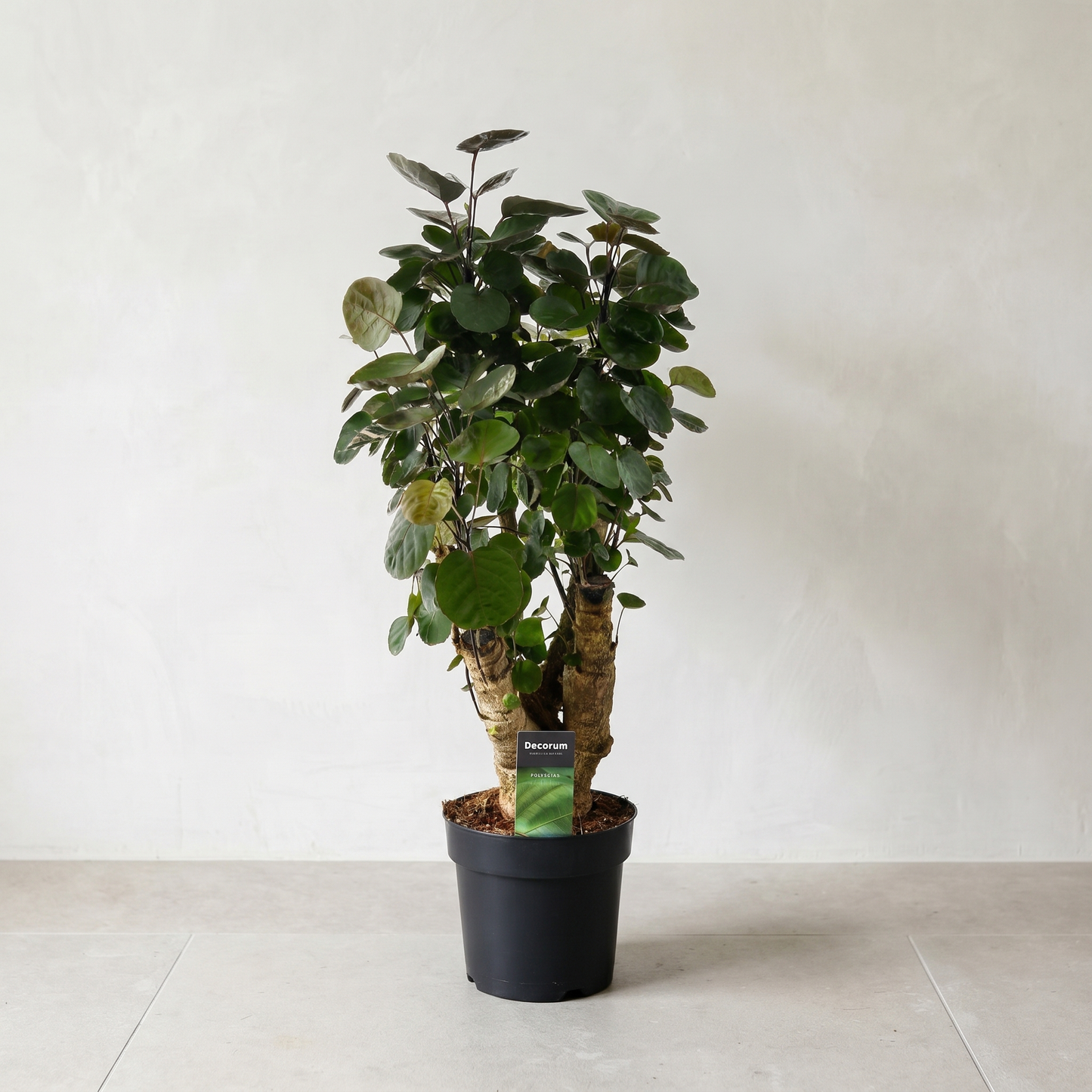 Polyscias Fabian Plante