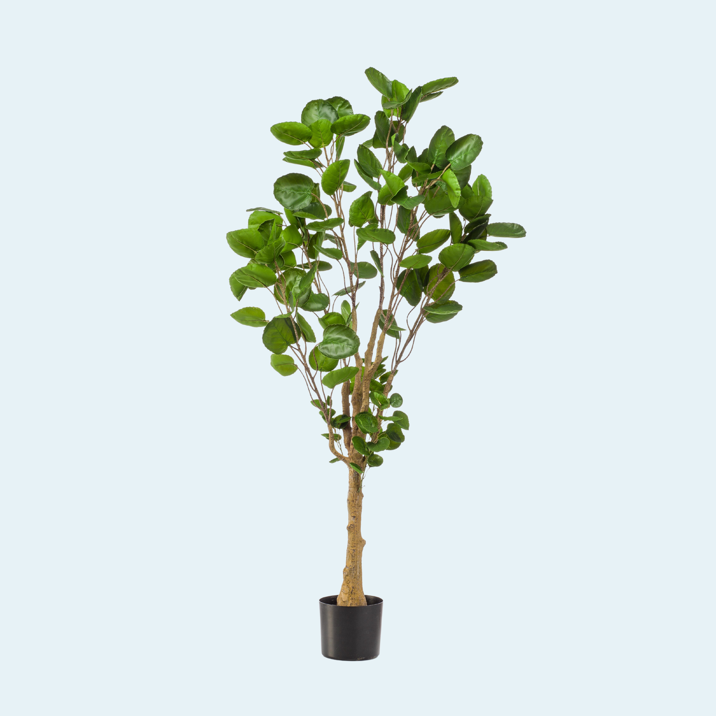 kunstig-polyscias-alaria-plante-træ