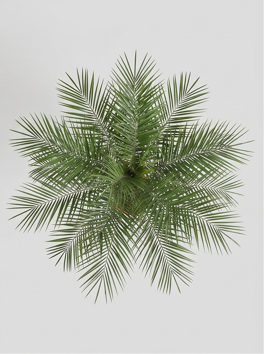 Dværgdaddelpalme, Phoenix Roebelenii plante