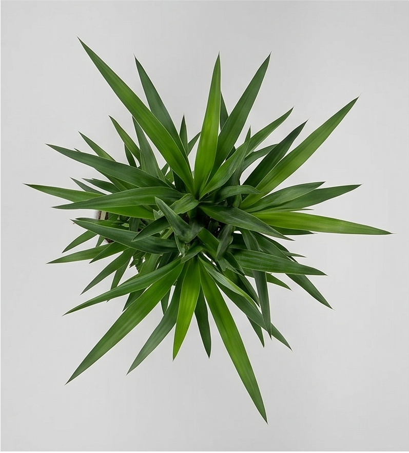 Yucca Elephantipes plante