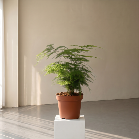 Asparagus Setaceus Plante