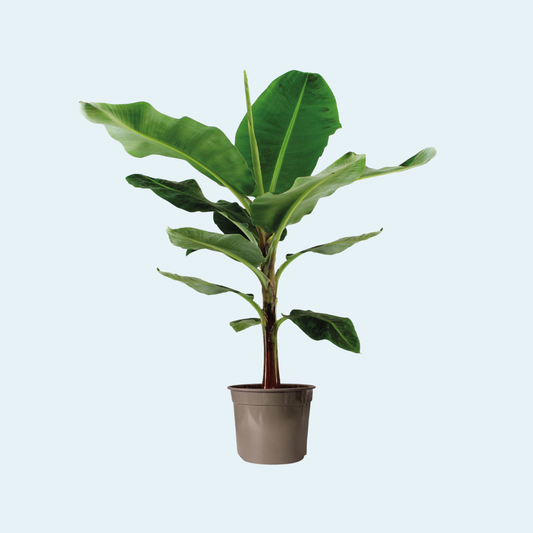 Bananpalme (Musa) plante