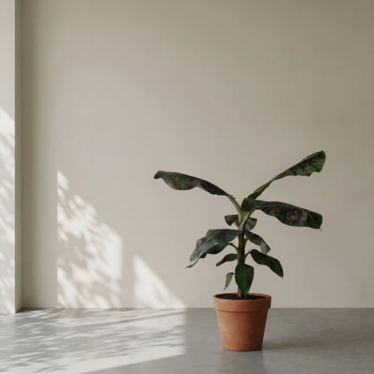 Bananpalme (Musa) plante