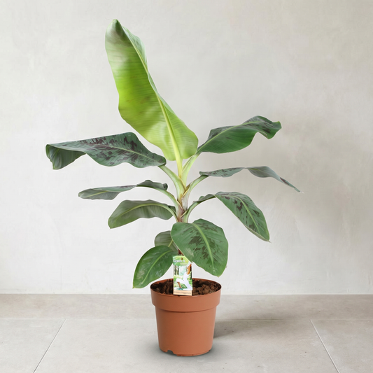 Bananpalme, Musa acuminata Dwarf Cavendish Plante