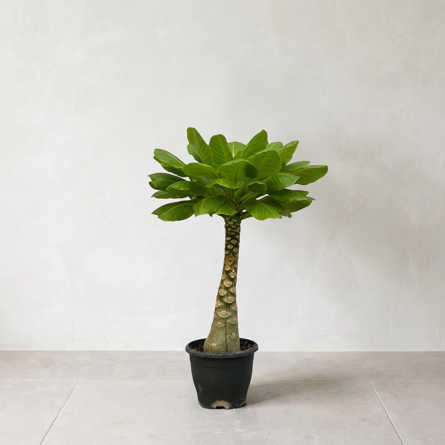 Birghamia Insignis Plante