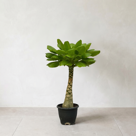 Birghamia Insignis Plante