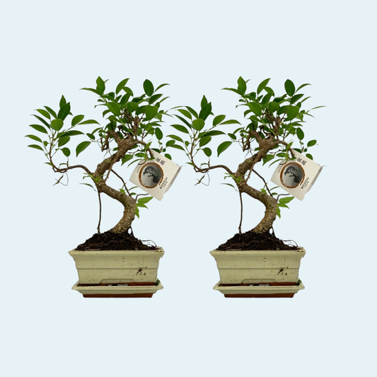 Bonsai-træ-i-keramik-potte-køb-stueplanter-indendørs-planter