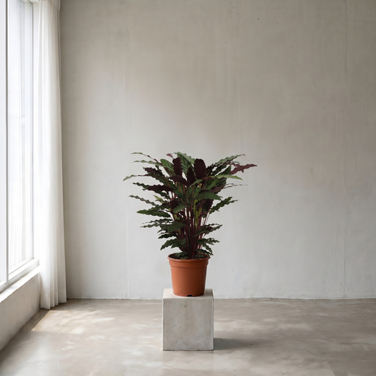 Calathea Wavestar Plante