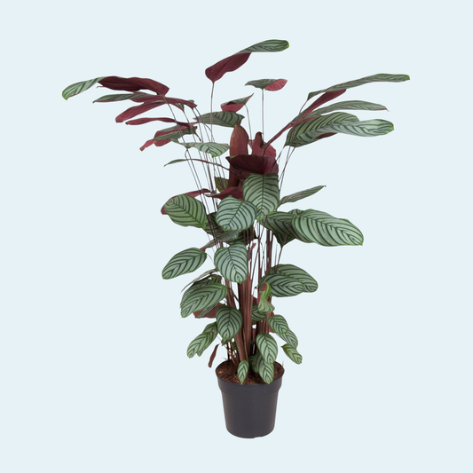 Calathea Oppenheimiana