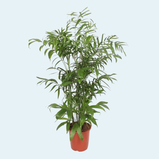 Chamaedorea Seifrizii plante