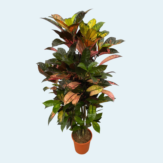 Codiaeum (Croton) Iceton plante