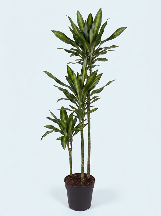 Dracaena Cintho plante