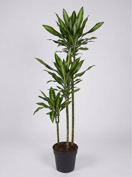 Dracaena Cintho plante