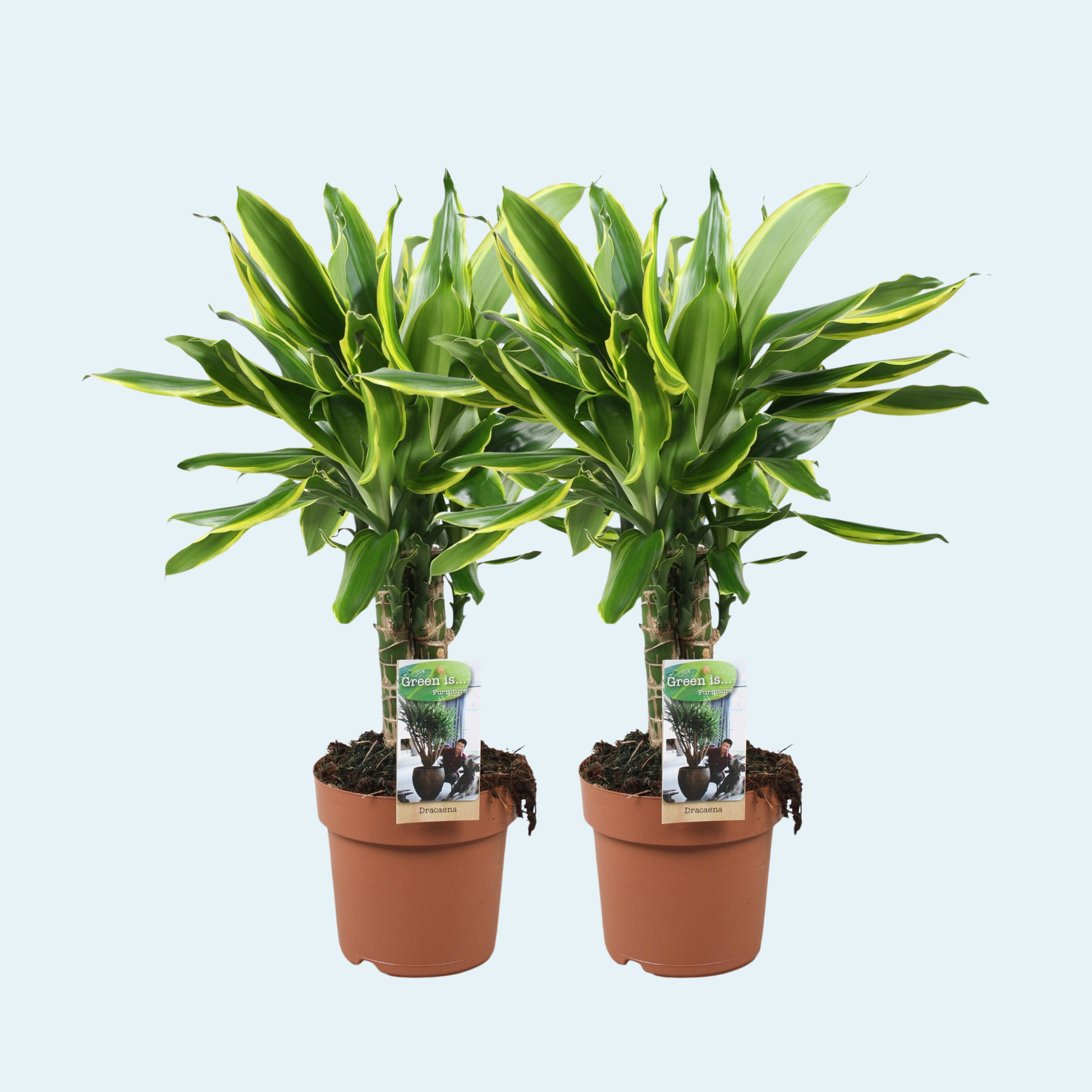Drazaena-fragrans-plante-køb-stueplanter-indendørs-planter