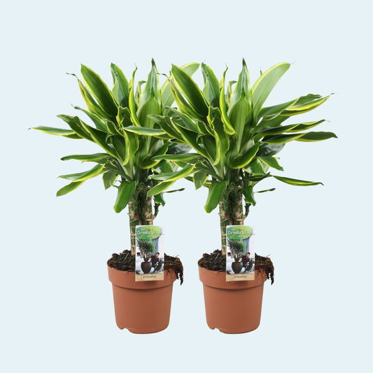 Drazaena-fragrans-plante-køb-stueplanter-indendørs-planter