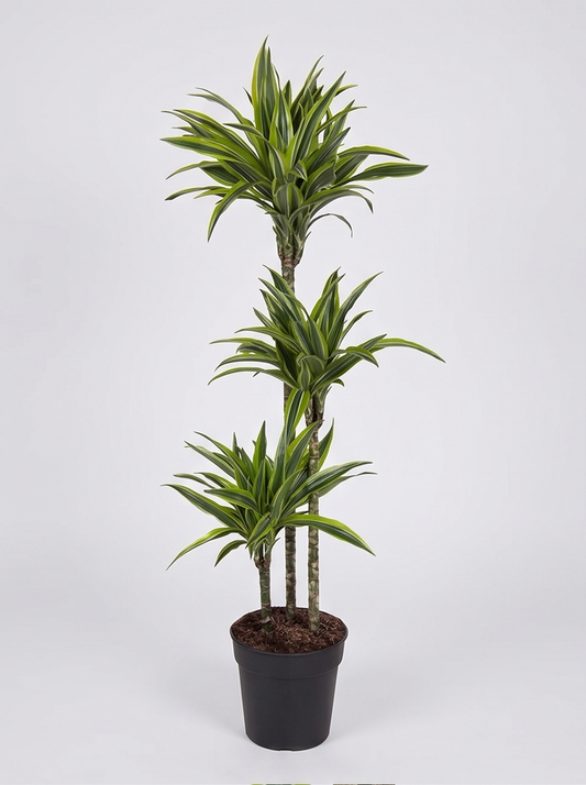 Dracaena Lemon Lime plante