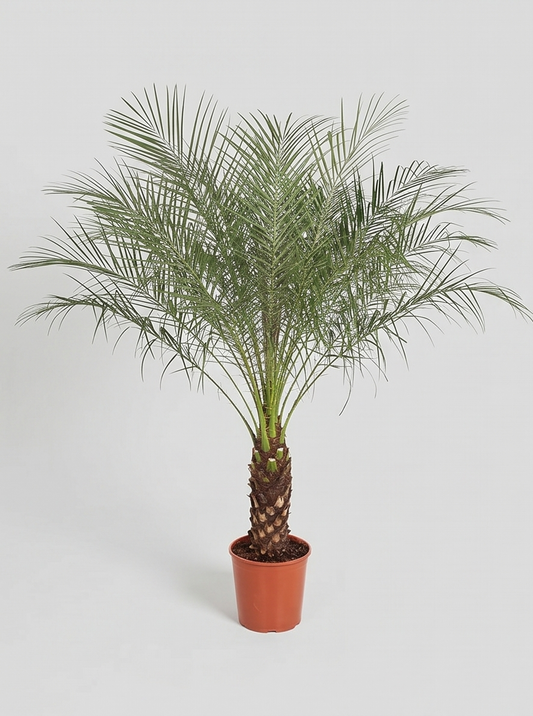 Dværgdaddelpalme, Phoenix Roebelenii plante