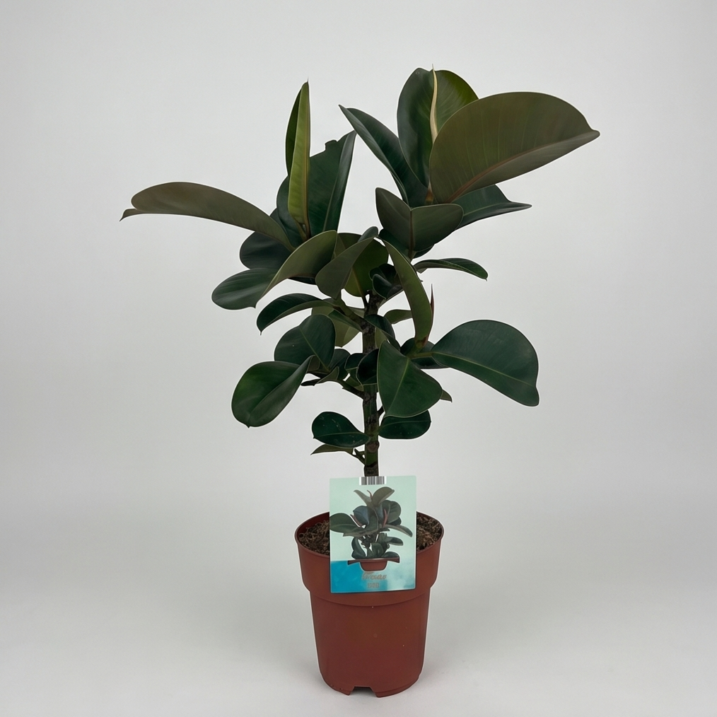 Gummitræ, Ficus Elastica Cloe Plante
