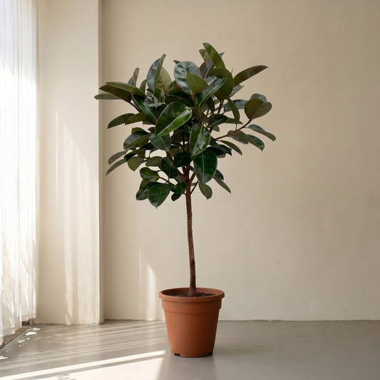 Opstammet Gummitræ, Ficus Elastica Robusta plante