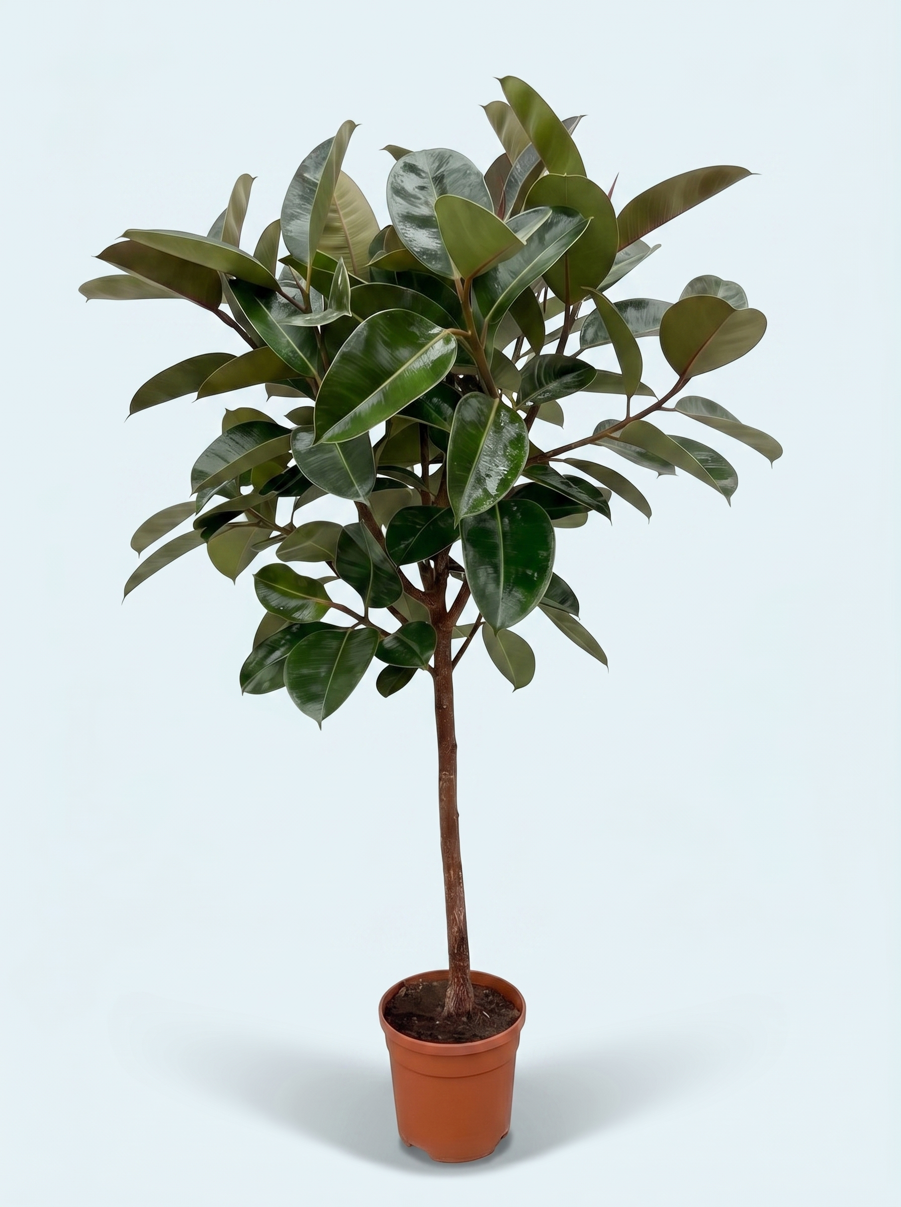 ficus-elastica-robusta-opstammet-gummitræ-køb-plante-stueplanter-store-indendørs-planter