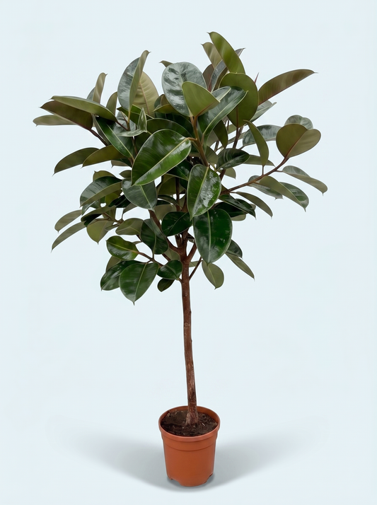 Opstrammet Gummitræ, Ficus Elastica Robusta plante