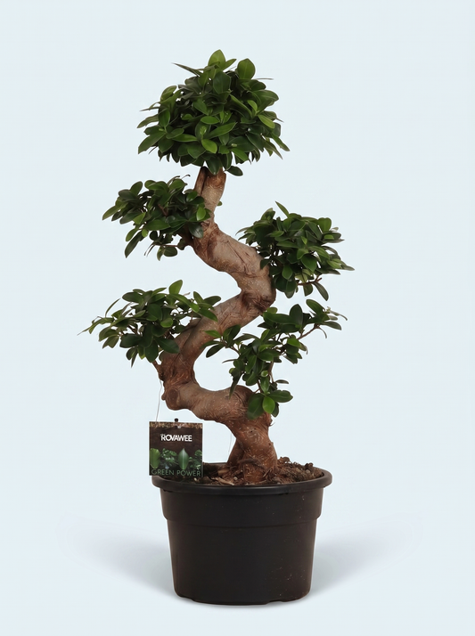 Ficus Microcarpa Ginseng plante
