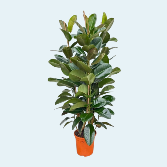 Ficus Elastica Robusta plante
