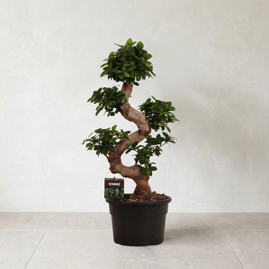Ficus Microcarpa Ginseng plante