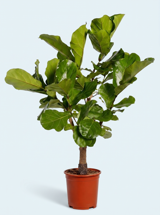 Violinfigen, Ficus Lyrata plante