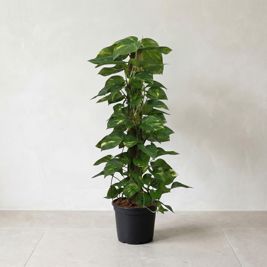 Guldranke, Scindapsus Epipremnum plante