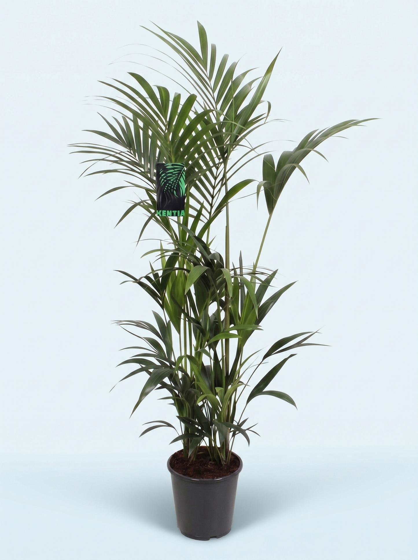 Kentiapalme, Howea Forsteriana plante