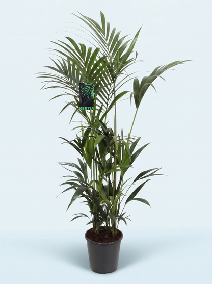 Kentiapalme, Howea Forsteriana plante
