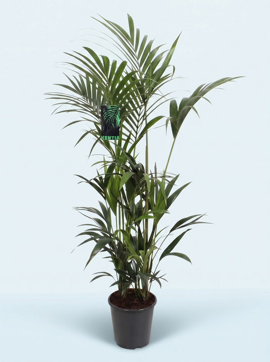 Kentiapalme, Howea Forsteriana plante