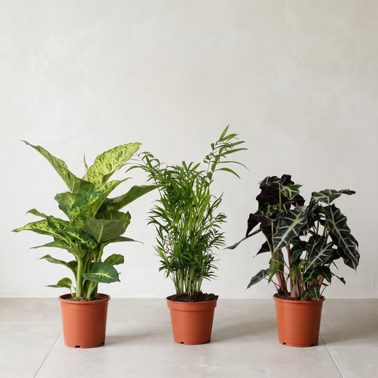 Indendørs Plantepakke