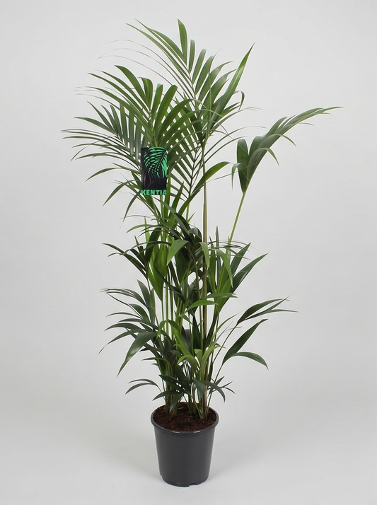 Kentiapalme, Howea Forsteriana plante