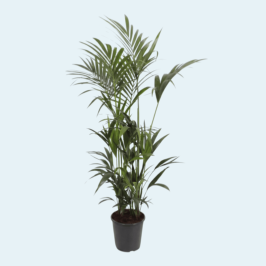 kentia-palme-stueplante-køb-indendørs