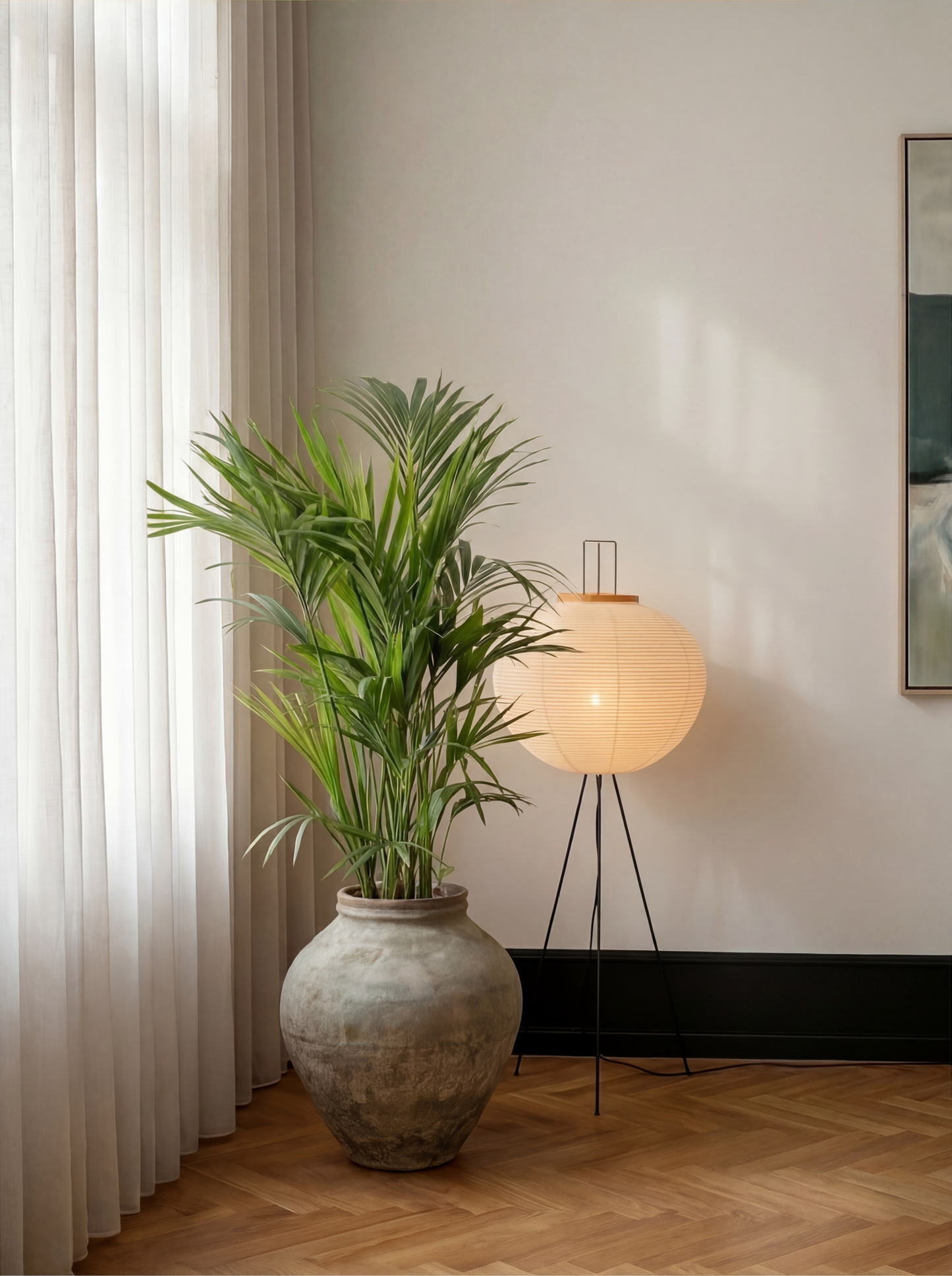 Kentiapalme, Howea Forsteriana plante