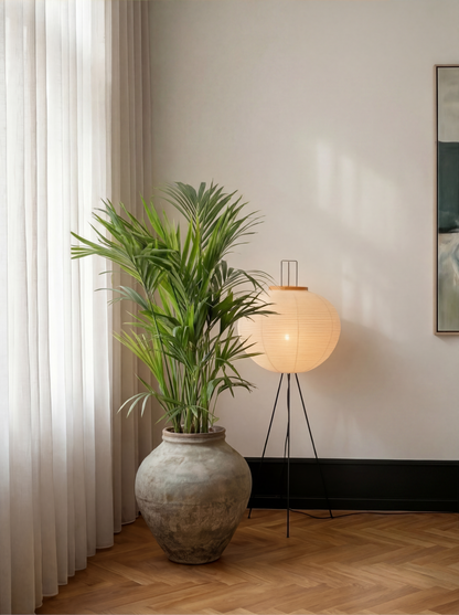 Kentiapalme, Howea Forsteriana plante