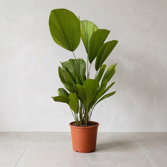 Licuala Grandis Plante