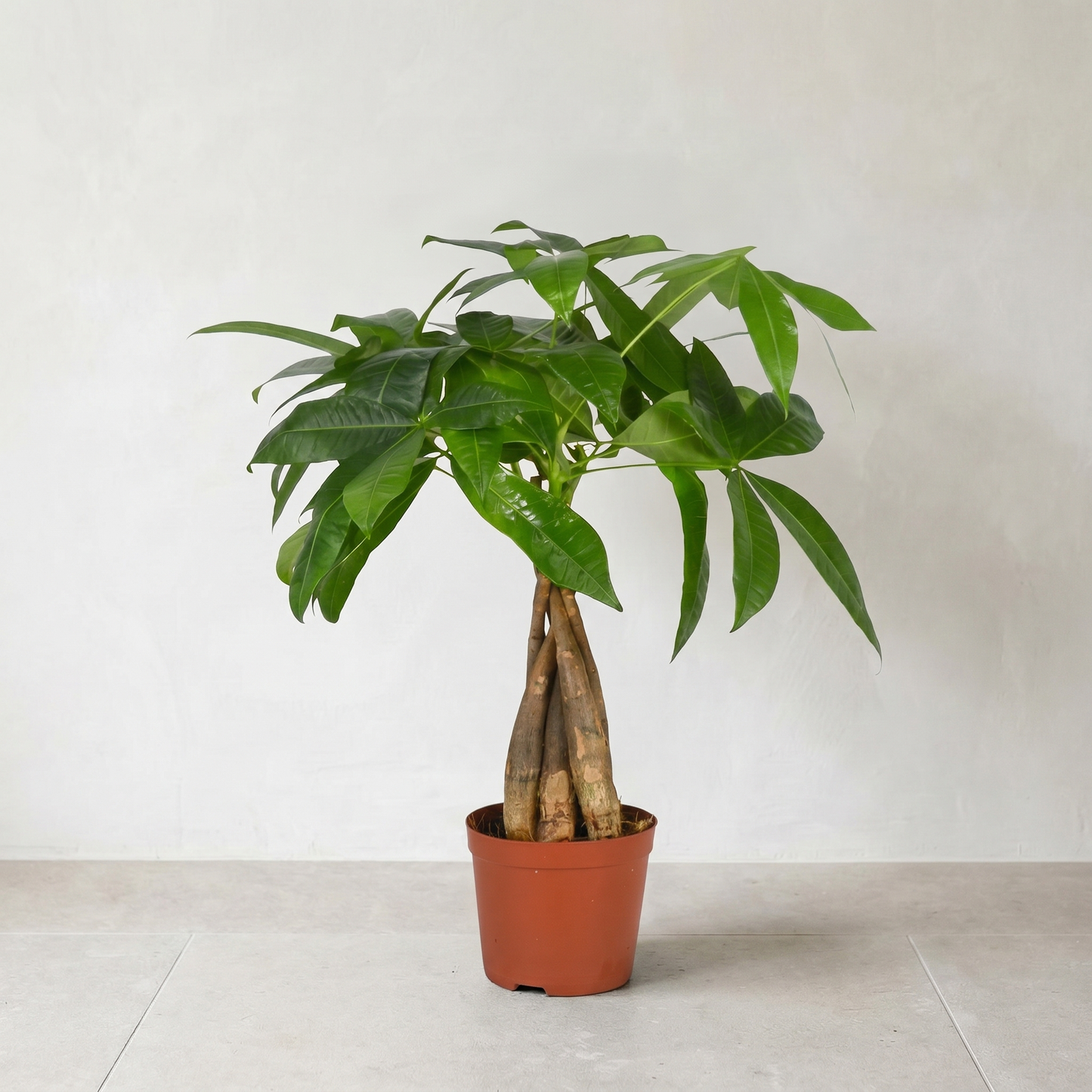Lykkekastanje, Pachira Aquatica Plante