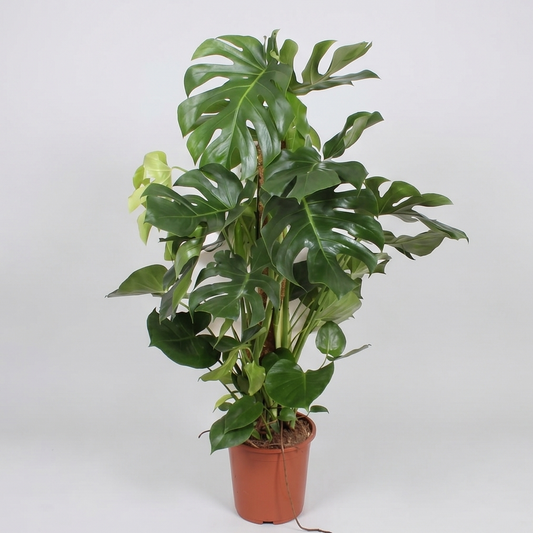 Monstera Deliciosa Plante