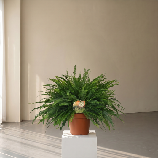 Nephrolepis Green Lady