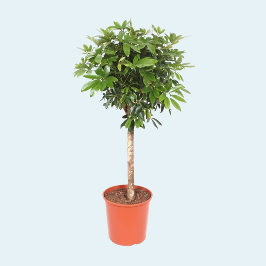 Opstrammet Schefflera