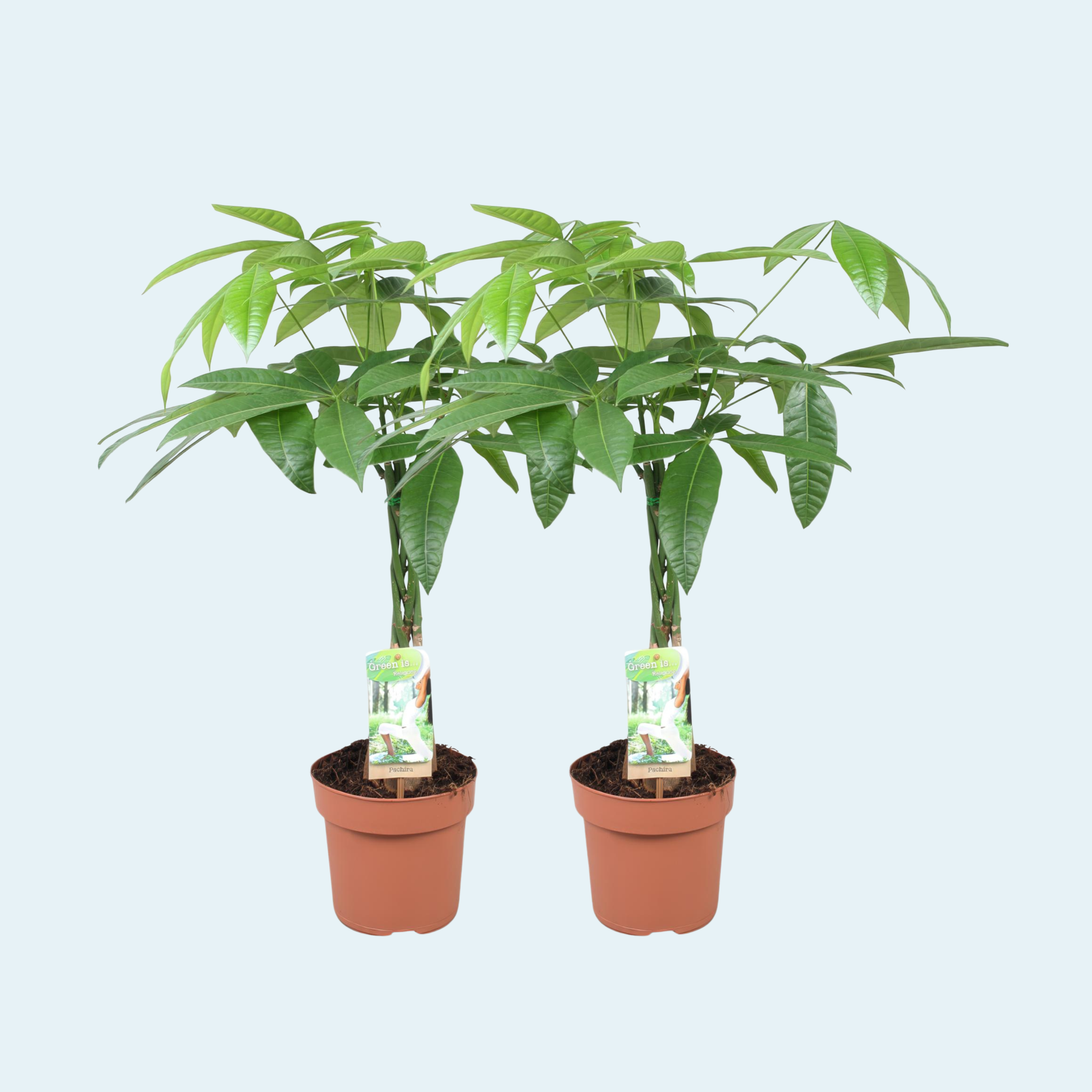 Pachira-aquatica-lykkekastanje-plante-indendørs-plante-stueplanter-køb-pengetræ