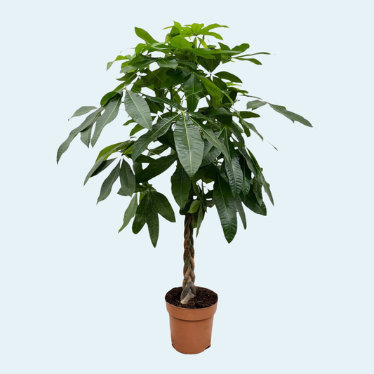 Lykkekastanje, Pachira Aquatica plante